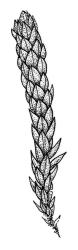 Bryum clavatum, habit of sterile plant. Drawn from K.W. Allison 6449, CHR 604673.
 Image: R.C. Wagstaff © Landcare Research 2015 